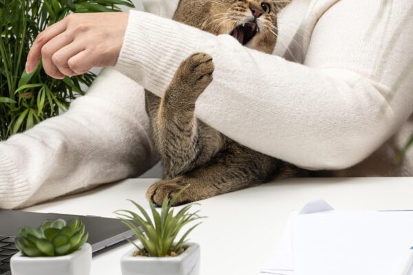 Mușcătură de animal: de ce evaluarea pentru rabie și tetanos este urgentă